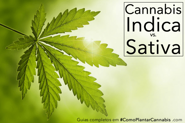 banner indica vs sativa como plantar cannabis.png