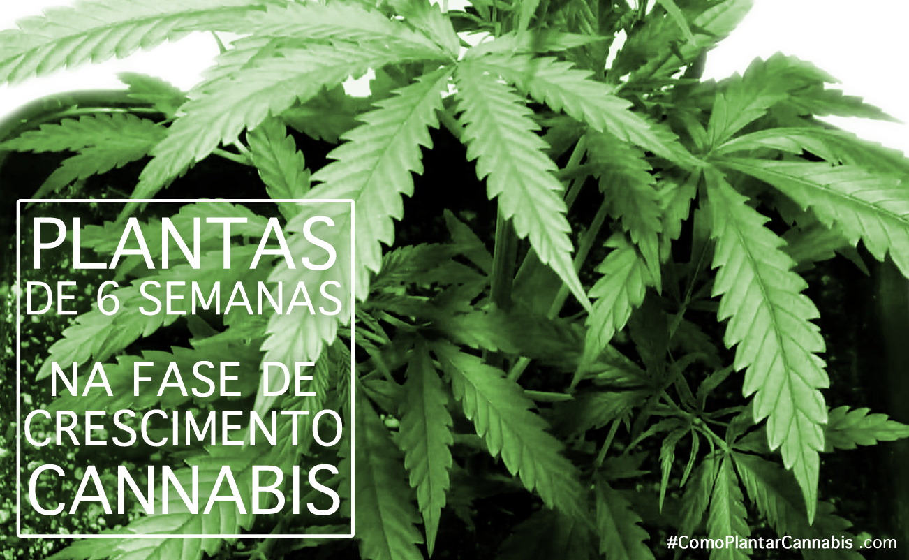 cannabis planta de 6 semanas.png