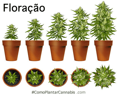 fases de crescimento e flora como plantar maconha.png