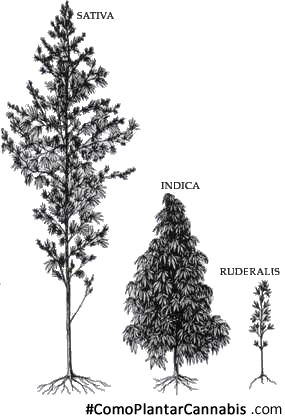 sativa indica e ruderalis como plantar cannabis 1.png