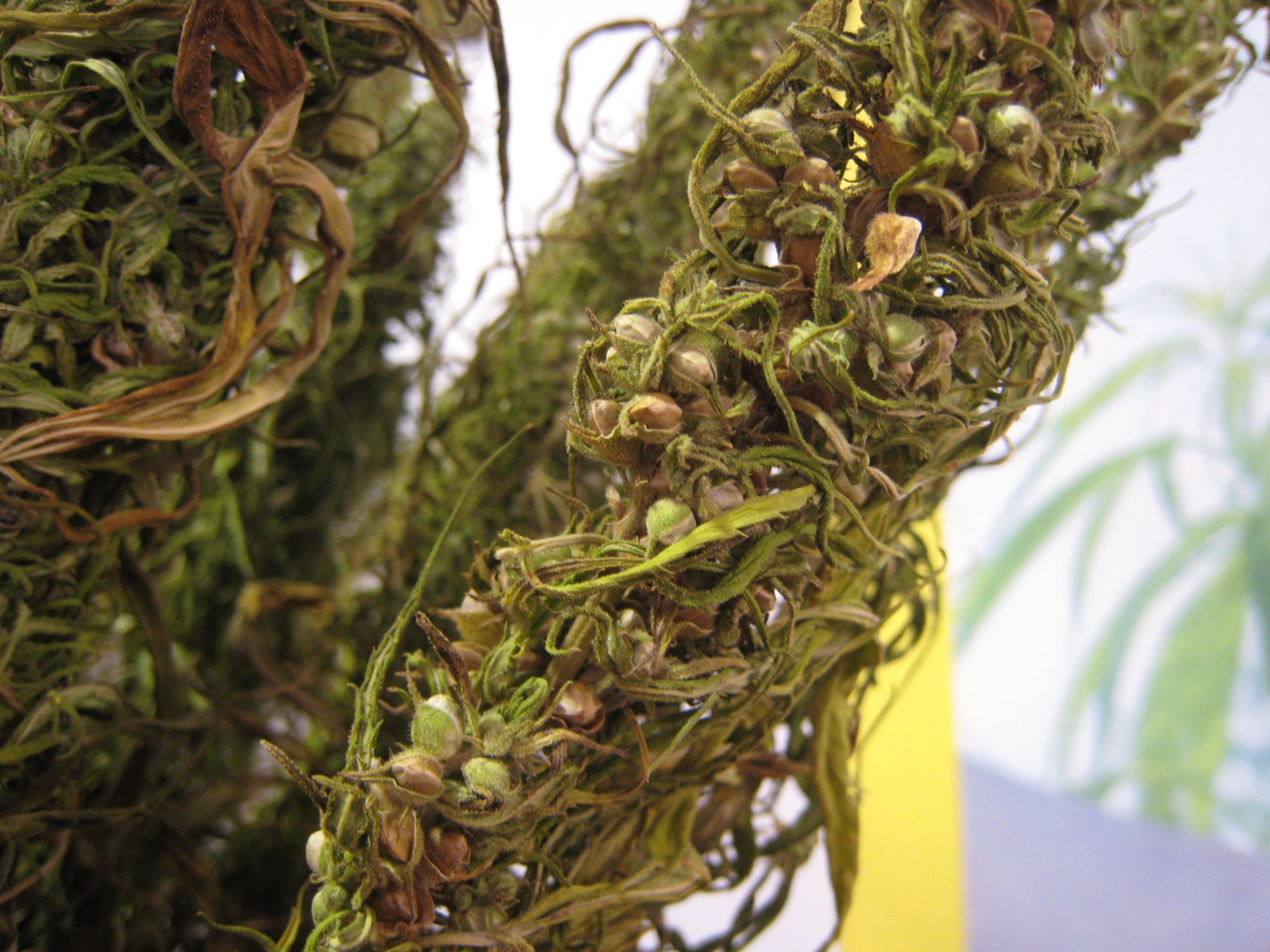 cannabis bud com semente camarao com sementes brasileiras